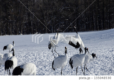 雪原のタンチョウツル 135048530