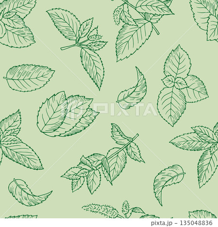 Mint pattern. seamless background with green leaves of mint Mint pattern. seamless background with green leaves of mint 135048836