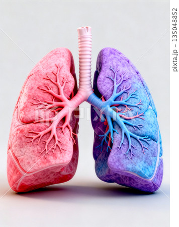 Anatomical 3D render of human lungs showing internal respiratory structure. Stylized dual color pink and purple lungs with detailed bronchial tubes isolated on a clean light background. Anatomical 3D render of human lungs showing internal respiratory structure. Stylized dual color pink and purple lungs with detailed bronchial tubes isolated on a clean light background. 135048852