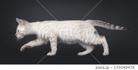 Snow Savannah cat on black background 135049478