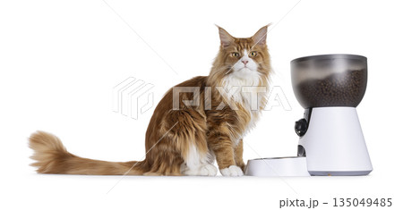 Cat and automatic feeder on white Cat and automatic feeder on white 135049485