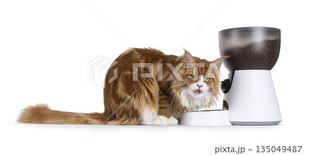 Cat and automatic feeder on white Cat and automatic feeder on white 135049487