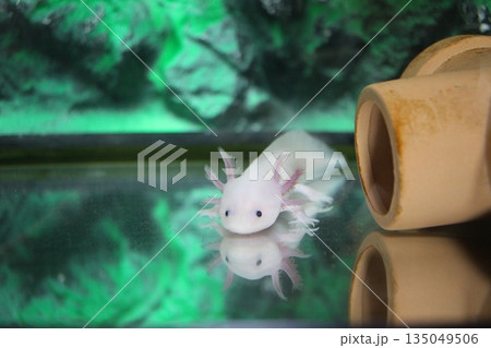 ウーパールーパー　メキシコサラマンダー 135049506