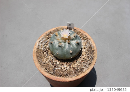 サボテンの花 ロホホラの花 烏羽玉の花 サボテンの花 ロホホラの花 烏羽玉の花 135049683