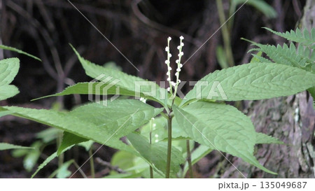 二人静の花 135049687