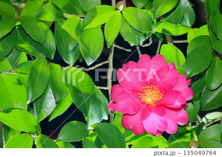 冬の花、サザンカ 135049764