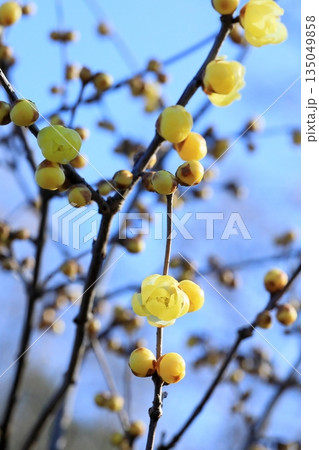咲きだした蝋梅 135049858