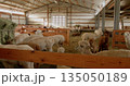 Llamas and alpacas in large barn enclosure with wooden fences and hay. Animals stand inside spacious structure creating cozy farm environment. Suitable for topics on farming, agriculture, livestock 135050189