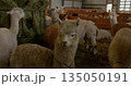 Alpacas gathered inside barn on farm eating hay. Rustic setting showcases community and livestock. Cozy and serene atmosphere of rural farming life. 135050191