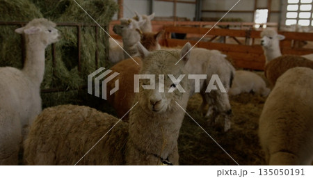 Alpacas gathered inside barn on farm eating hay. Rustic setting showcases community and livestock. Cozy and serene atmosphere of rural farming life. 135050191