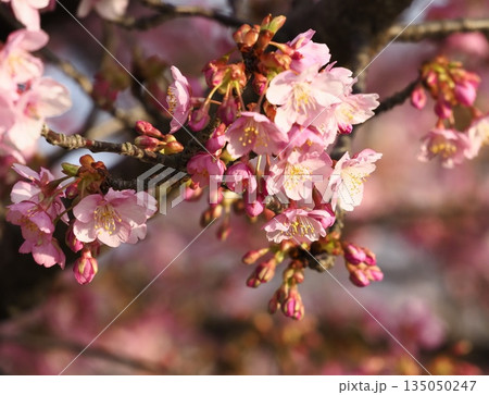 春の訪れを告げるカワヅザクラ（河津桜） 135050247