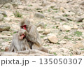 岩場で毛づくろいをする中の良さそうな2匹の猿 135050307