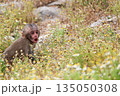 草花の中で口を開けて鳴いている子ザル 135050308