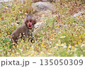 草花の中で振り返って鳴いている子ザル 135050309