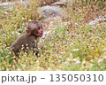 草花の中で一匹悲しそうにみえる子ザル 135050310
