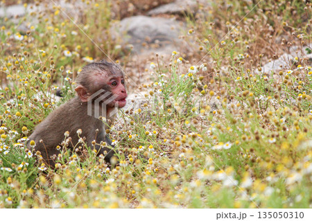草花の中で一匹悲しそうにみえる子ザル 135050310