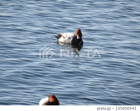 検見川浜に来た冬の渡り鳥ヒドリガモ 135050541