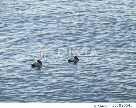 検見川浜に来た冬の渡り鳥ヒドリガモ 135050543