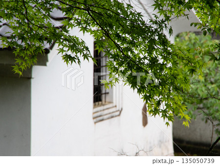 白壁に映える新緑 135050739