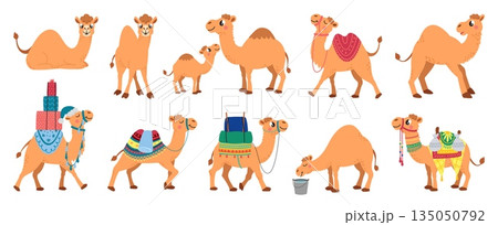 Camel desert animals. Funny camels lying, standing walking. Cartoon arabian pets with saddles and carpets, decorative seats. Cute animal classy vector clipart 135050792