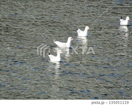 花見川河口の冬の渡り鳥ユリカモメ 135051119