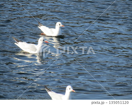 花見川河口の冬の渡り鳥ユリカモメ 135051120