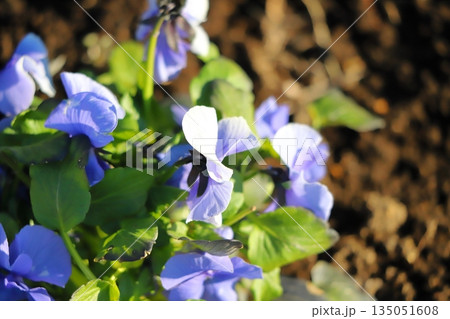 冬の庭に咲く青いパンジーの花 135051608