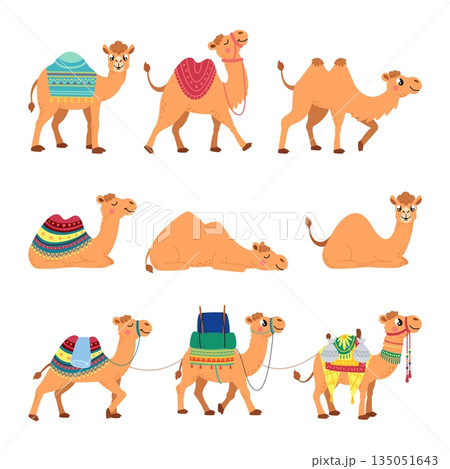 Cartoon camel characters. Camels with carpets saddles. Funny arabian animals for ride and transporting things. Desert characters various poses, classy vector set 135051643