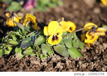 冬の庭に咲く地植えの黄色いパンジーの花 135051739