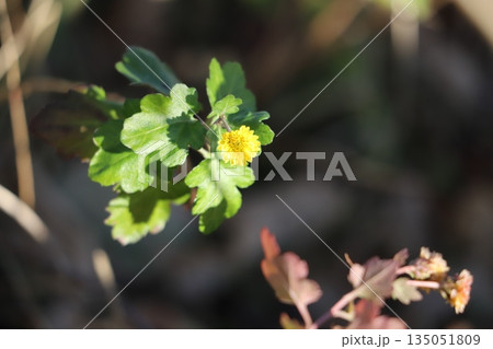 冬の庭にこっそりと咲く非常に小さな黄色い菊の花 冬の庭にこっそりと咲く非常に小さな黄色い菊の花 135051809