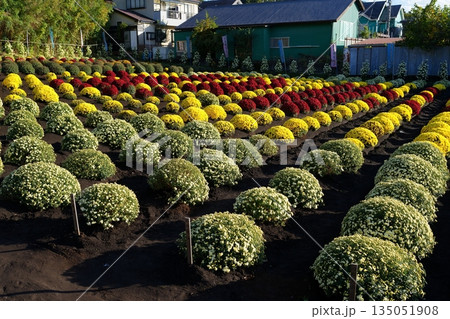 ザルギク 135051908