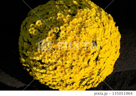 ザルギク 135051964