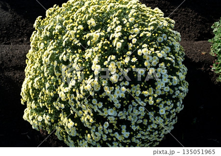 ザルギク 135051965