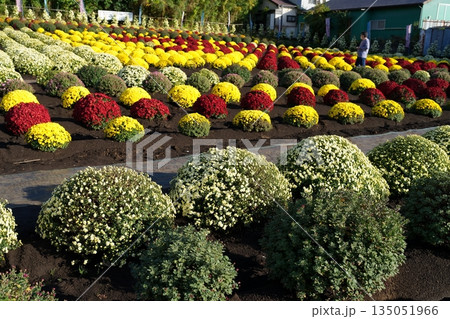 ザルギク 135051966