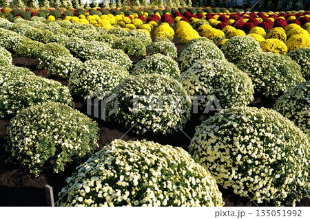 ザルギク 135051992