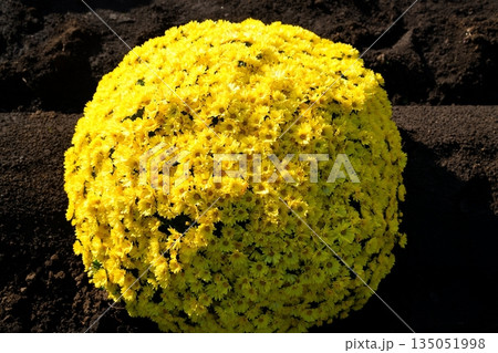 ザルギク 135051998