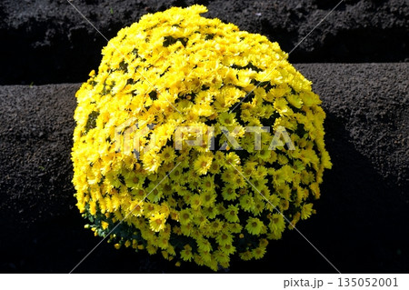 ザルギク 135052001