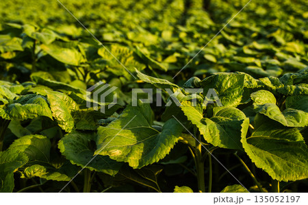 Sunflower seedlings growing in straight rows on fertile soil in agriculture field, green crop cultivation landscape, farming, sustainability and agriculture production Sunflower seedlings growing in straight rows on fertile soil in agriculture field, green crop cultivation landscape, farming, sustainability and agriculture production 135052197