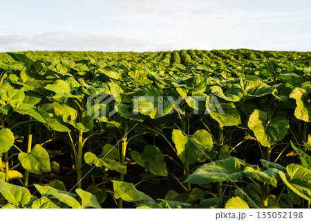 Dense green sunflower plants growing on agricultural field in evening light, sustainable agriculture, crop farming, rural landscape and food production Dense green sunflower plants growing on agricultural field in evening light, sustainable agriculture, crop farming, rural landscape and food production 135052198