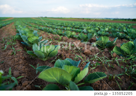 Close perspective of young cabbage plants growing on fertile soil, agricultural field rows, sustainable farming, vegetable crops and rural landscape 135052205