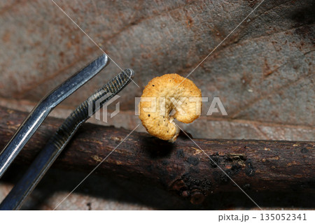 朽枝に着生する極小ハチノスタケキノコとピンセットの先を並べた画像（自然環境・頭頂部カサマクロ撮影） 135052341