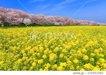 【埼玉県】晴天の権現堂桜堤の満開の桜と菜の花 135052383