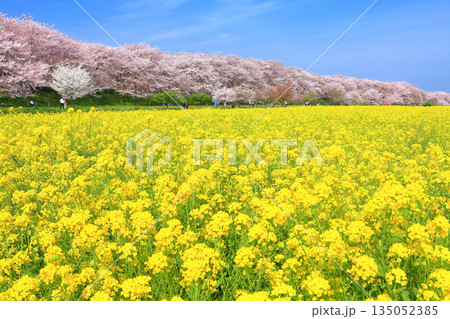 【埼玉県】晴天の権現堂桜堤の満開の桜と菜の花 135052385