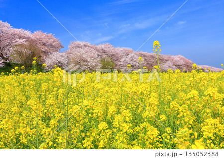 【埼玉県】晴天の権現堂桜堤の満開の桜と菜の花 135052388