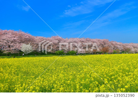 【埼玉県】晴天の権現堂桜堤の満開の桜と菜の花 135052390