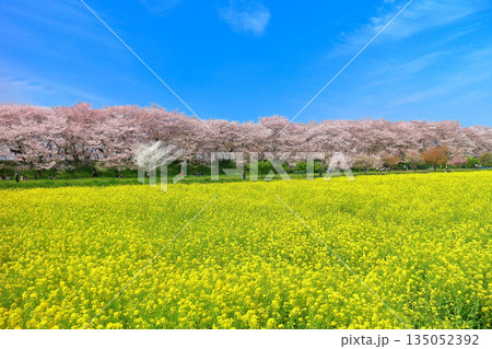 【埼玉県】晴天の権現堂桜堤の満開の桜と菜の花 【埼玉県】晴天の権現堂桜堤の満開の桜と菜の花 135052392