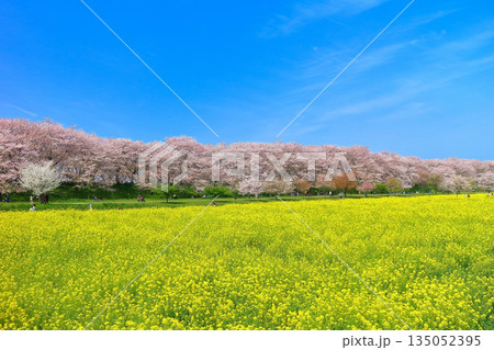 【埼玉県】晴天の権現堂桜堤の満開の桜と菜の花 135052395