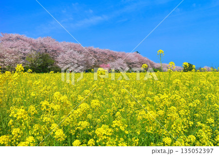 【埼玉県】晴天の権現堂桜堤の満開の桜と菜の花 【埼玉県】晴天の権現堂桜堤の満開の桜と菜の花 135052397