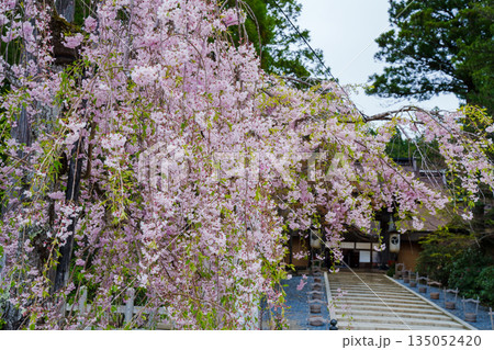 金剛峯寺の山門に咲くしだれ桜 135052420