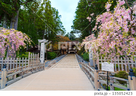 金剛峯寺の山門に咲くしだれ桜 135052423